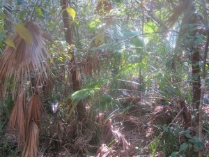 Roatan_woods