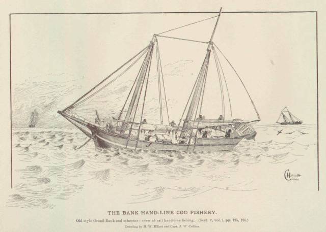 A cod fishing schooner