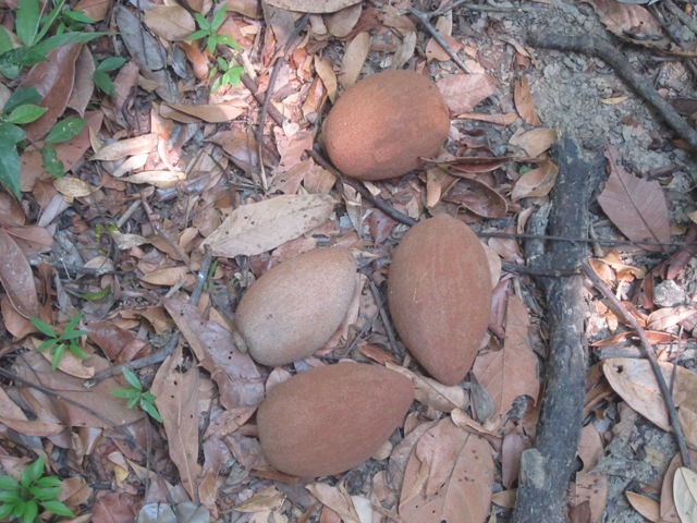 Sapote fruit on Roatan