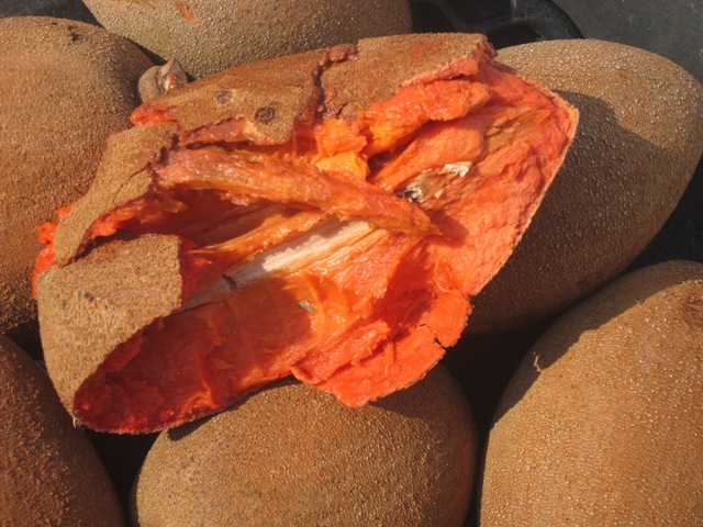 Inside of a Sapote fruit