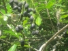 Coco Plums growing on Roatan