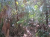 Roatan's thick, jungle-like forest
