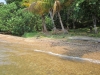 Creek in woods at Port Royal, Roatan